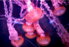 Учени откриха какво прави „безсмъртната медуза“ безсмъртна