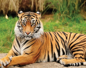 Бракониер, заподозрян в убийството на 70 бенгалски тигри, заловени след 20-годишно преследване