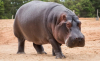 12 години смятали женски хипопотам в зоопарка в Осака за мъжки
